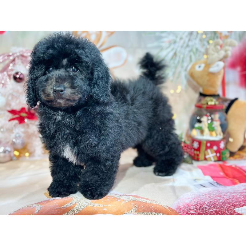 成約済の京都府のトイプードル-415532の17枚目