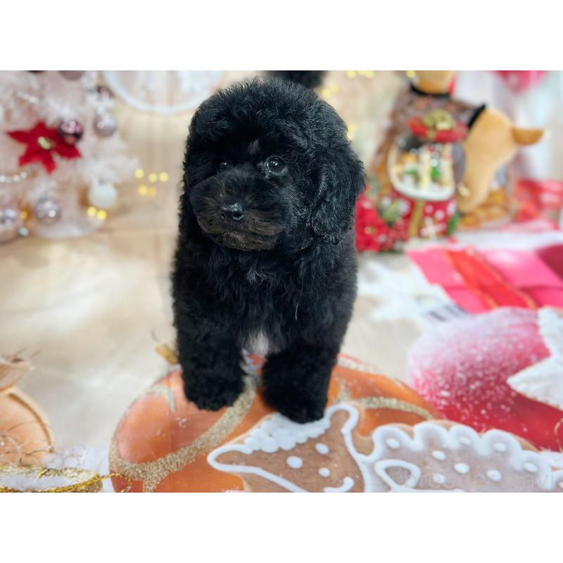 成約済の京都府のトイプードル-415532の15枚目