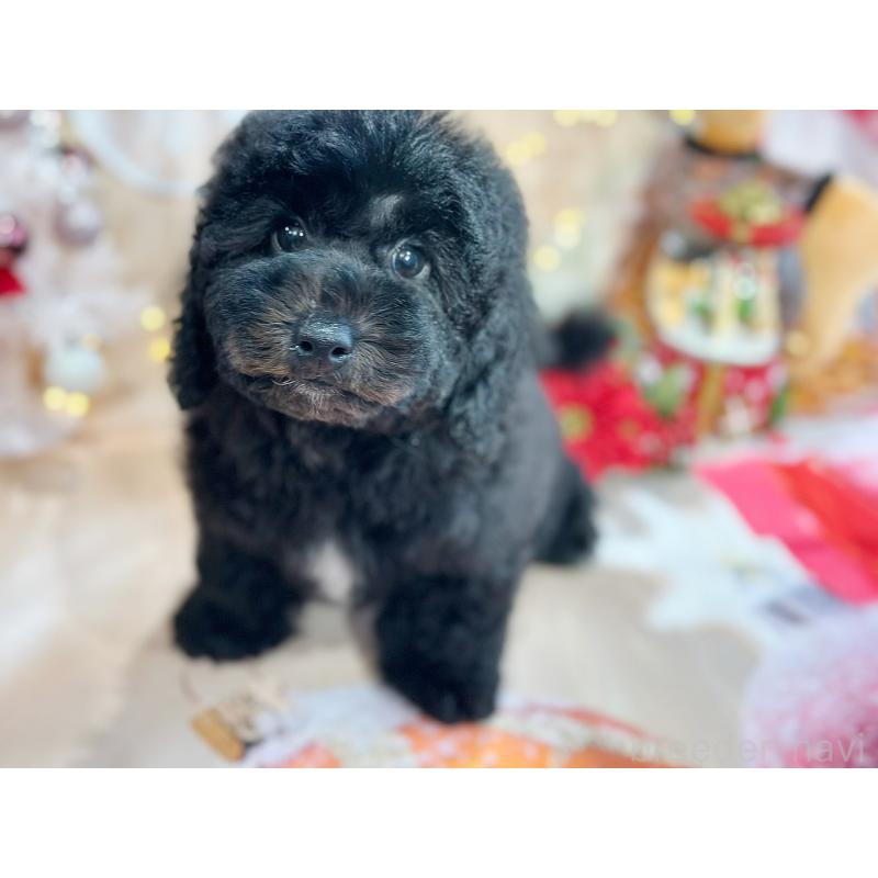 成約済の京都府のトイプードル-415532の16枚目