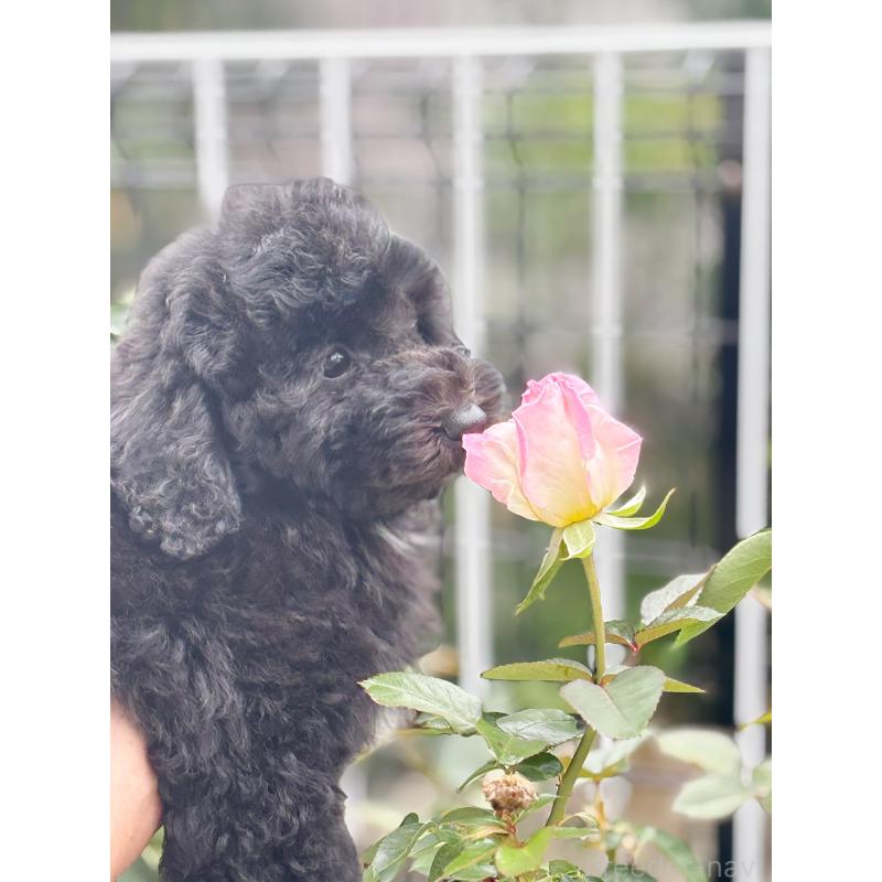 成約済の京都府のトイプードル-415532の14枚目