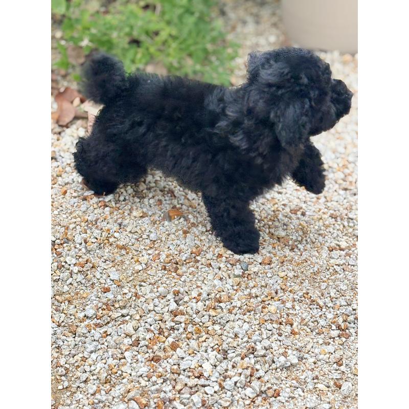 成約済の京都府のトイプードル-415532の13枚目