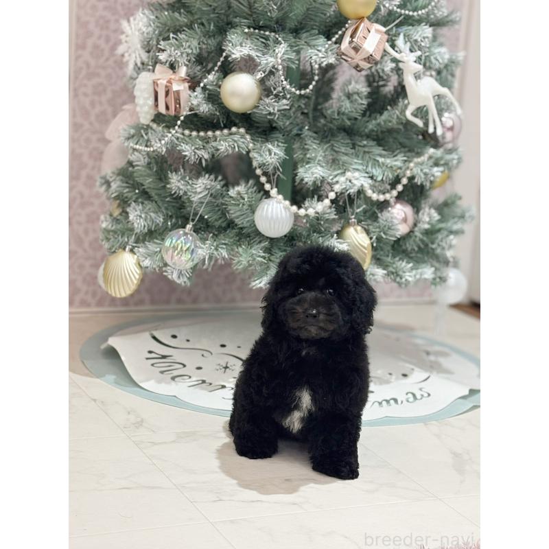 成約済の京都府のトイプードル-415532の12枚目