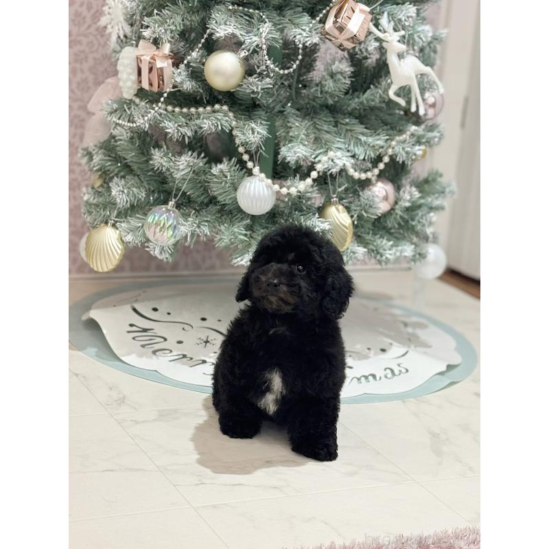 成約済の京都府のトイプードル-415532の11枚目