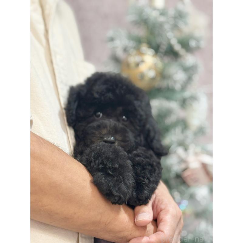 成約済の京都府のトイプードル-415532の10枚目