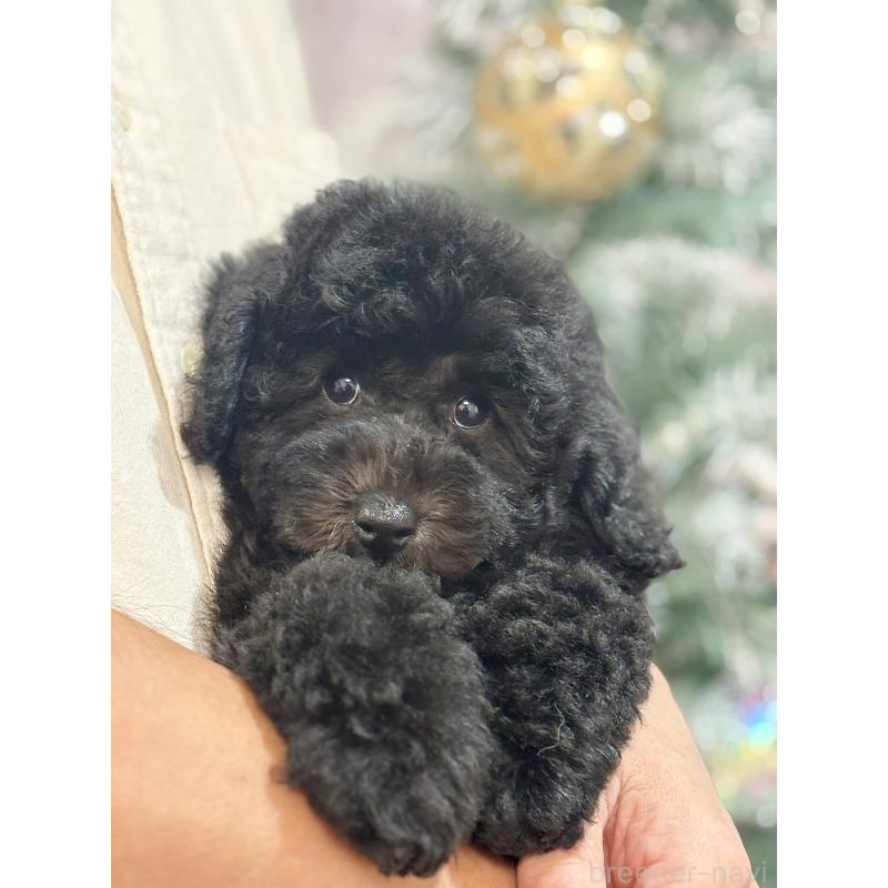 成約済の京都府のトイプードル-415532の9枚目