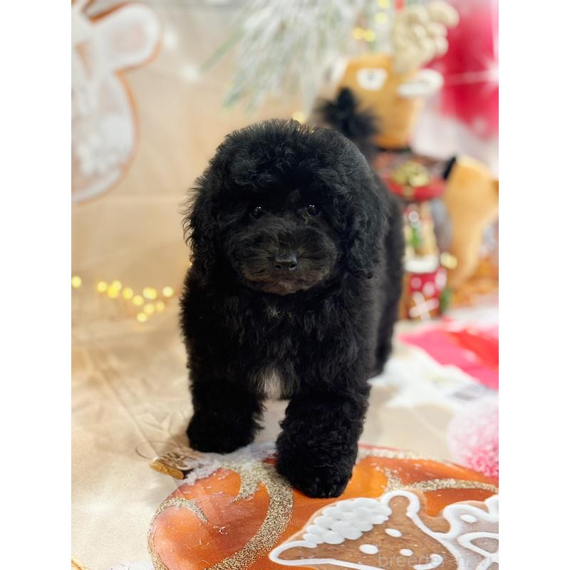 成約済の京都府のトイプードル-415532の8枚目