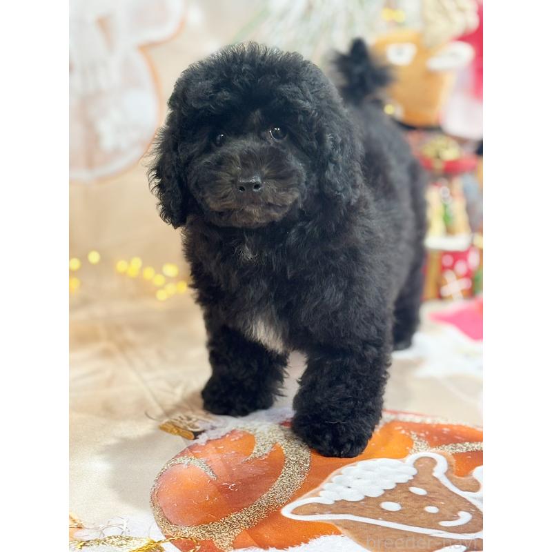 成約済の京都府のトイプードル-415532の7枚目