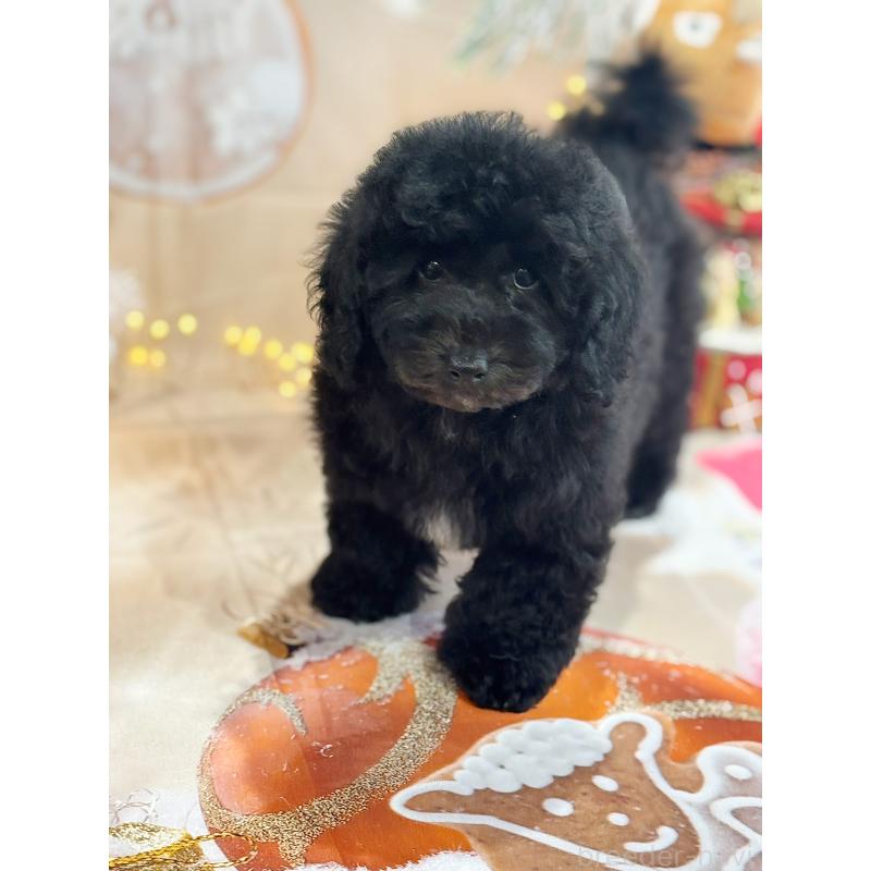 成約済の京都府のトイプードル-415532の6枚目