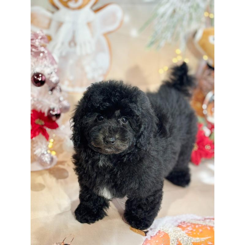 成約済の京都府のトイプードル-415532の5枚目