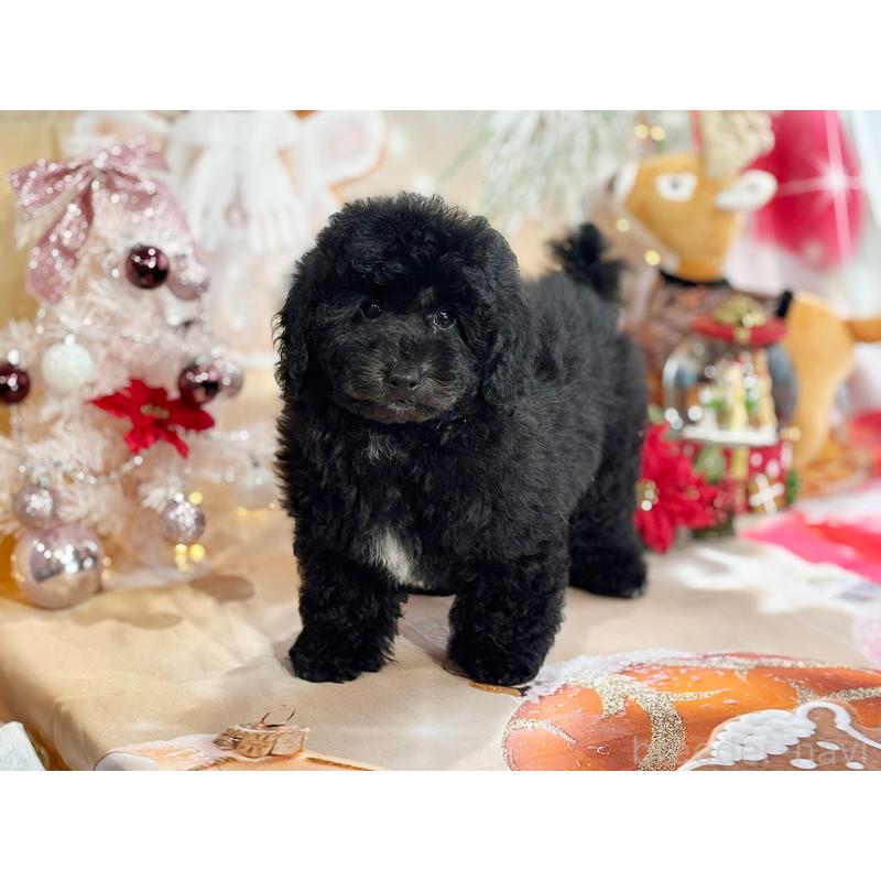 成約済の京都府のトイプードル-415532の4枚目