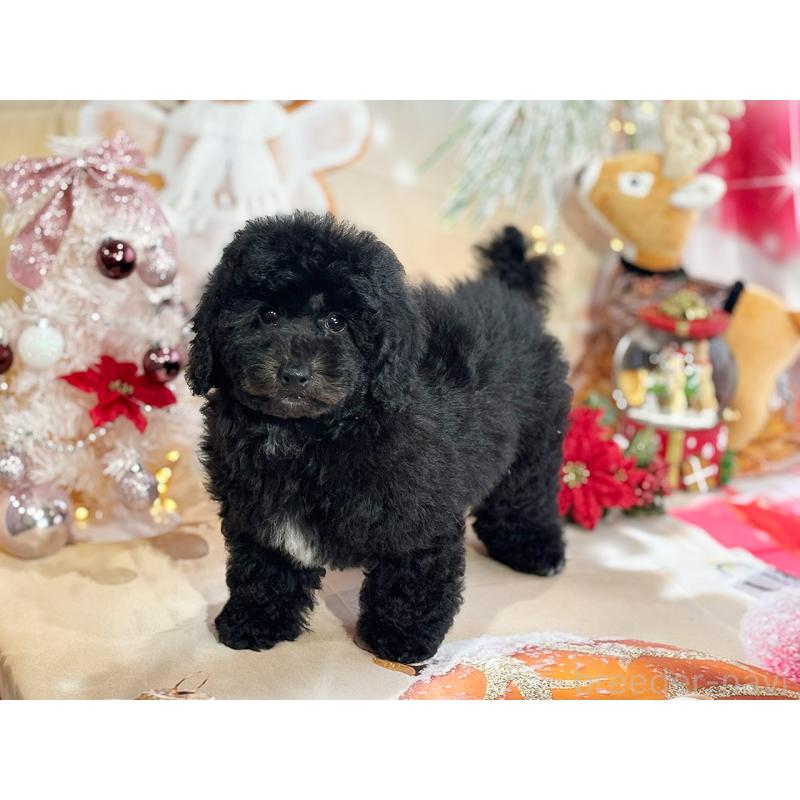 成約済の京都府のトイプードル-415532の3枚目