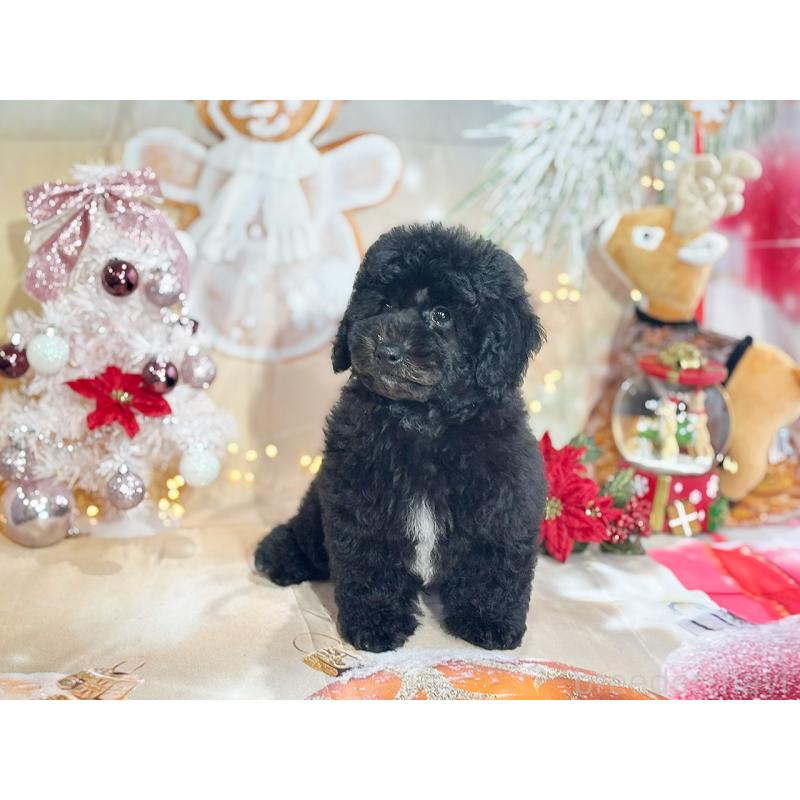 成約済の京都府のトイプードル-415532の2枚目