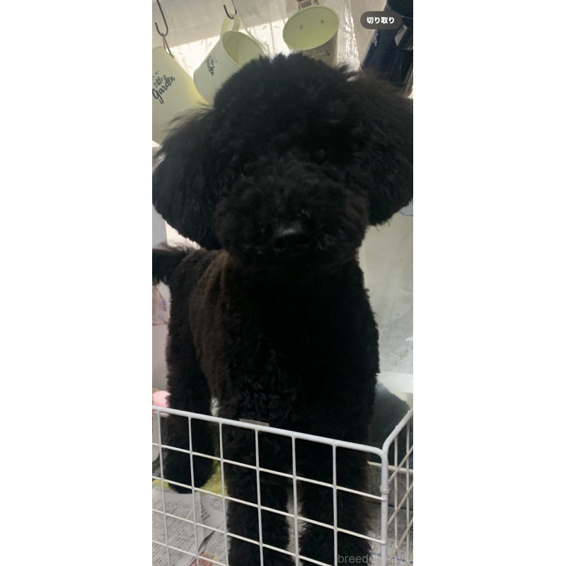 販売中の千葉県のミディアムプードル-386884の1枚目