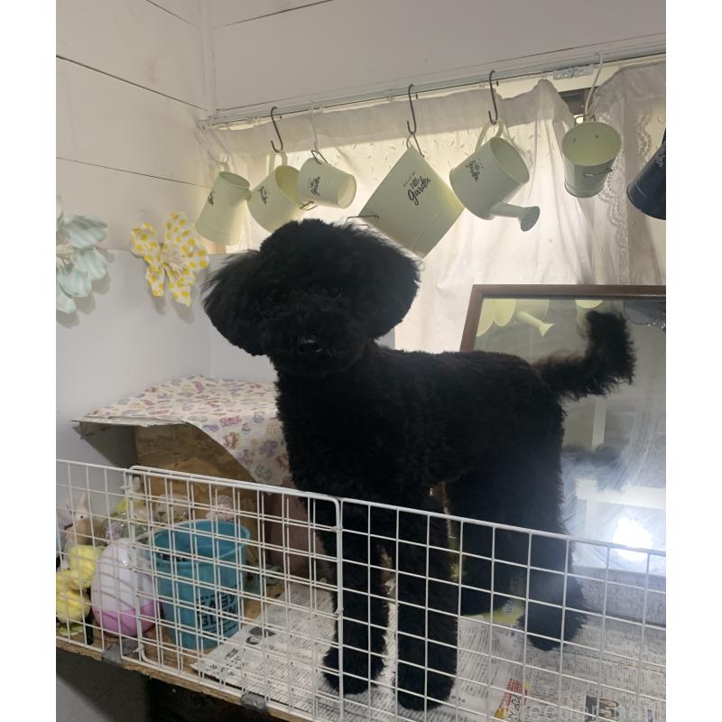 販売中の千葉県のミディアムプードル-386884の5枚目