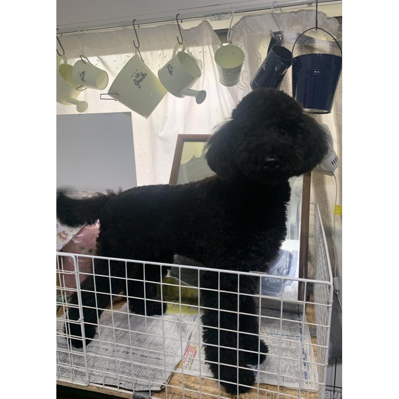 販売中の千葉県のミディアムプードル-386884の4枚目