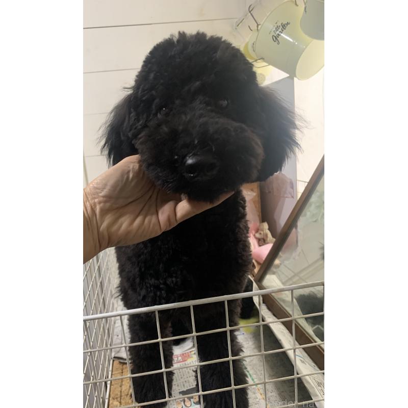 販売中の千葉県のミディアムプードル-386884の3枚目