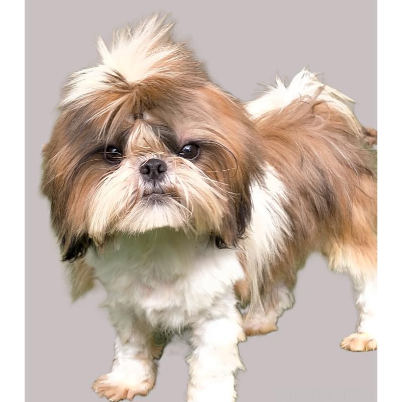 販売中の茨城県のシーズー-426146の6枚目