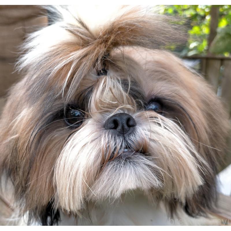 販売中の茨城県のシーズー-426146の5枚目