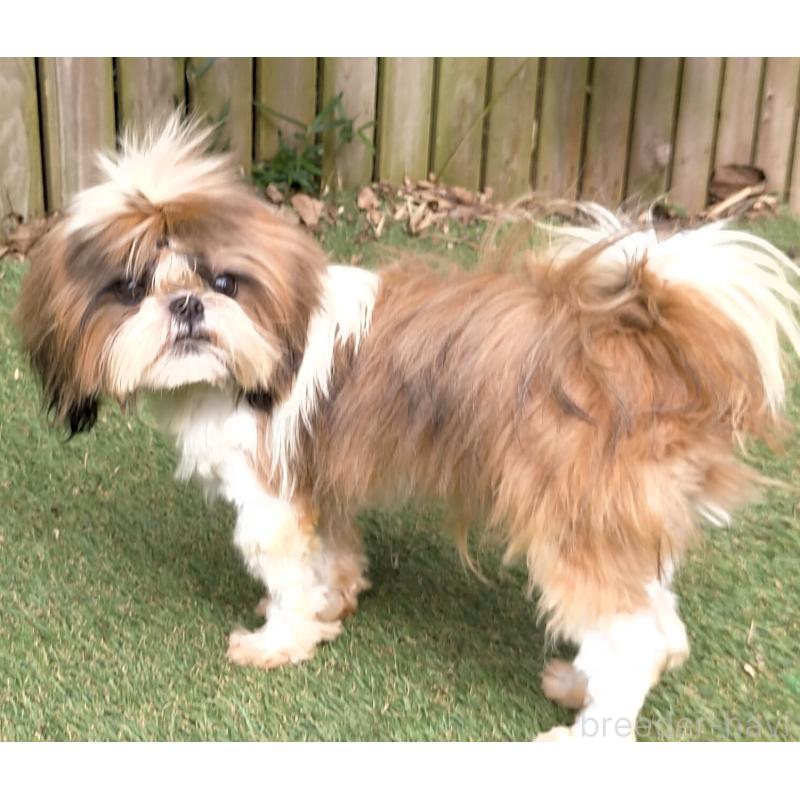 販売中の茨城県のシーズー-426146の4枚目