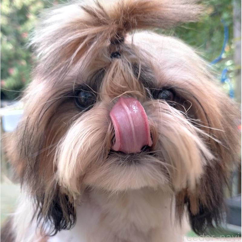 販売中の茨城県のシーズー-426146の3枚目