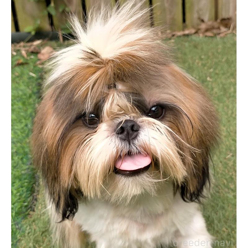 販売中の茨城県のシーズー-426146の2枚目