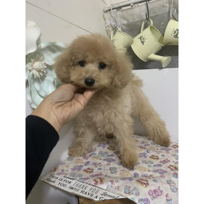 成約済の千葉県のミディアムプードル-415189の7枚目