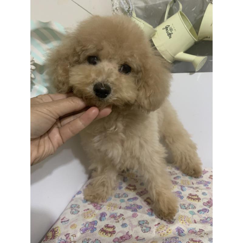 成約済の千葉県のミディアムプードル-415189の6枚目