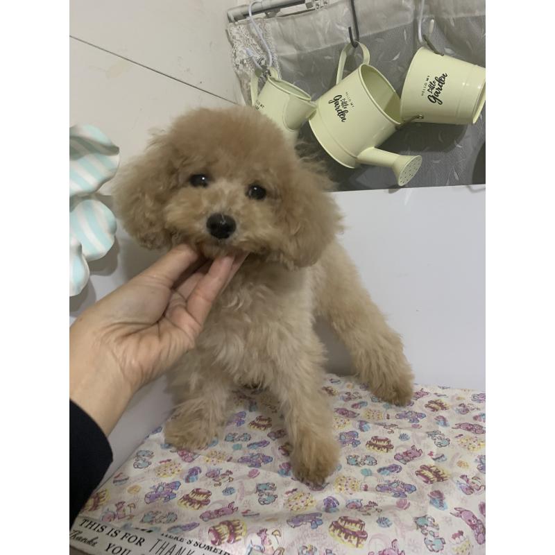 成約済の千葉県のミディアムプードル-415189の5枚目