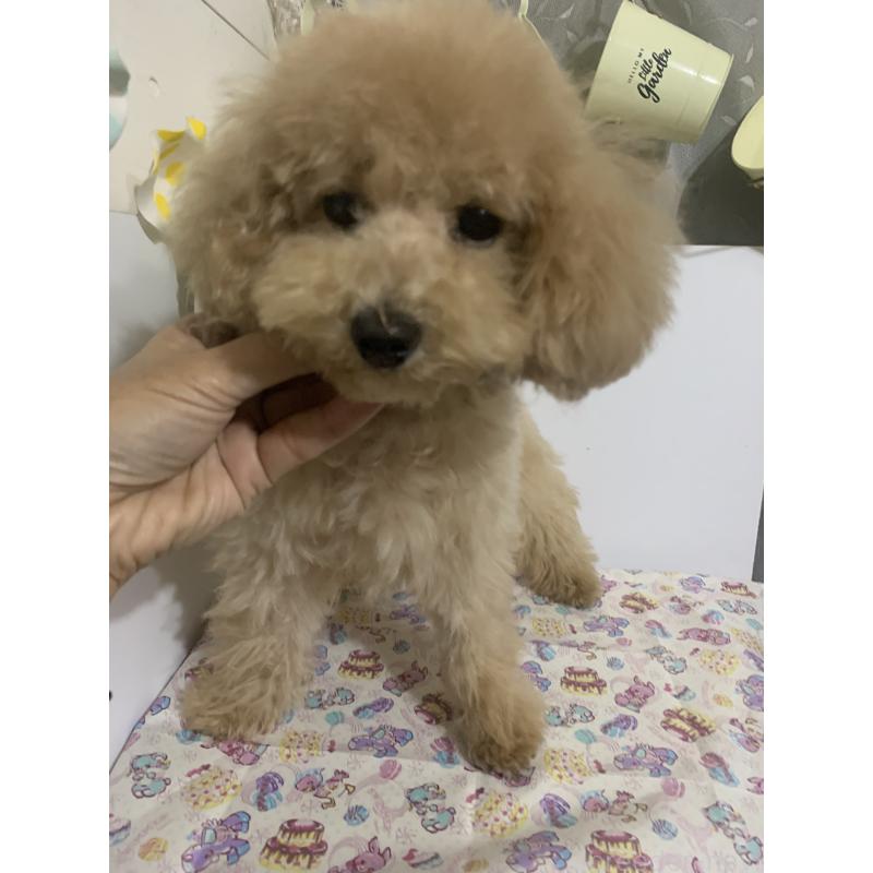 成約済の千葉県のミディアムプードル-415189の3枚目