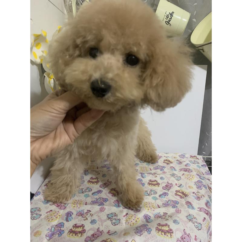 成約済の千葉県のミディアムプードル-415189の2枚目