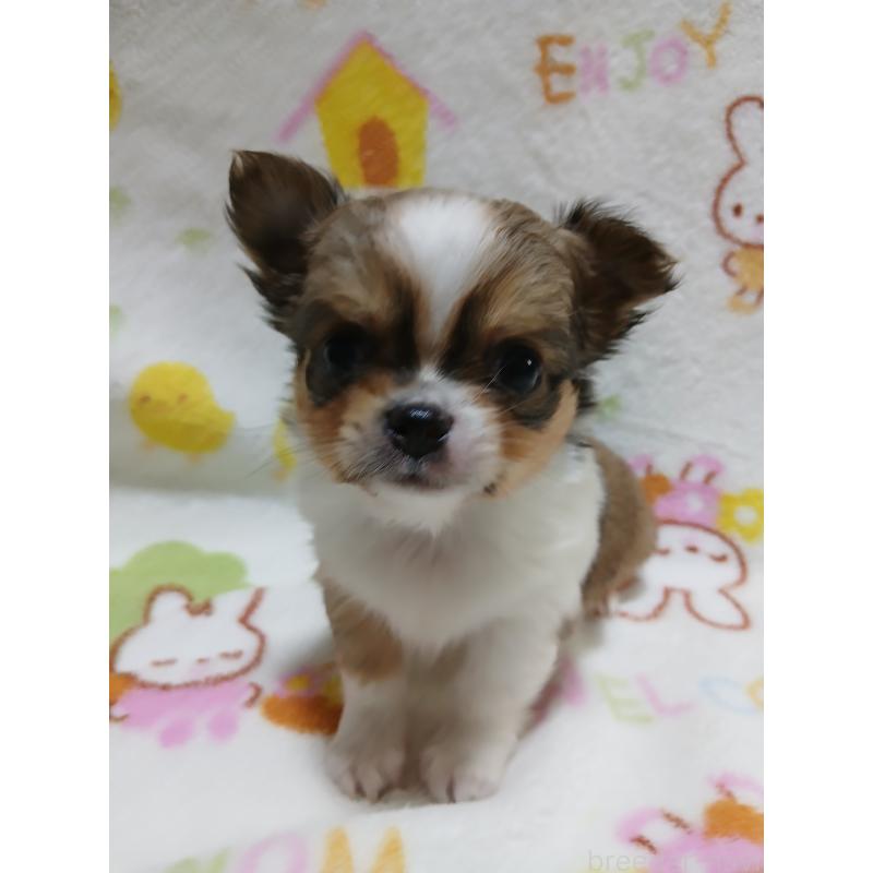 販売中の栃木県のチワワ(ロングコート)-426149の4枚目