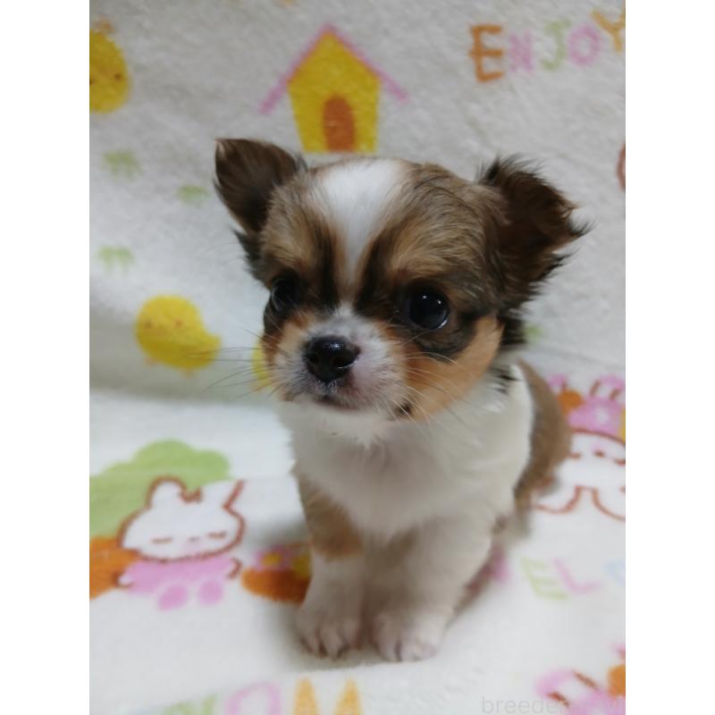 販売中の栃木県のチワワ(ロングコート)-426149の3枚目