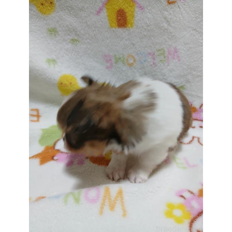 販売中の栃木県のチワワ(ロングコート)-426149の2枚目