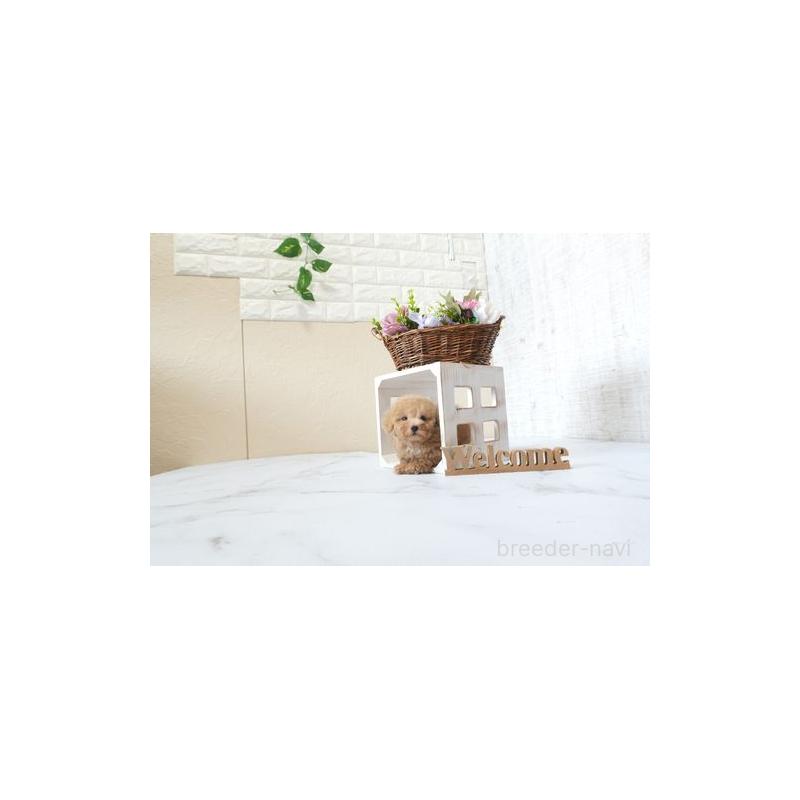 販売中の滋賀県のタイニープードル-426148の5枚目