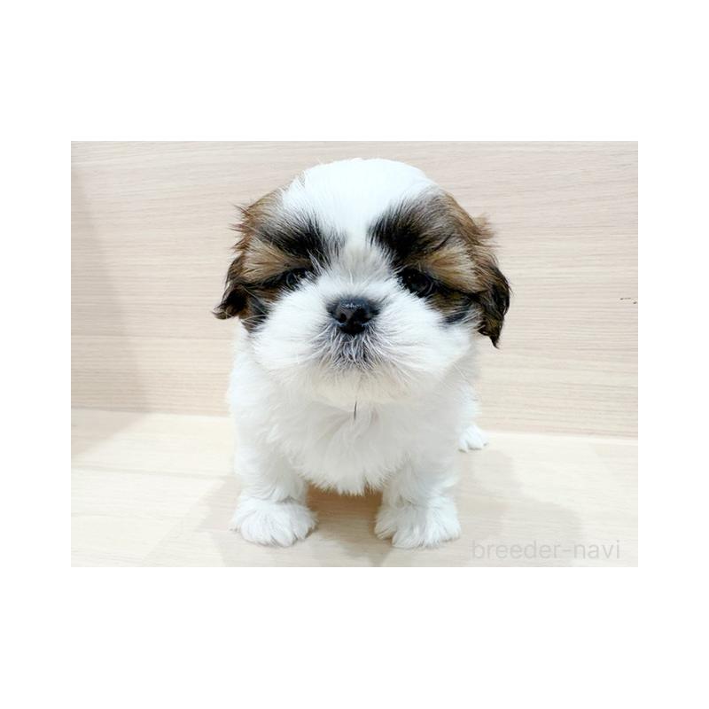 販売中の東京都のシーズー-426150の1枚目