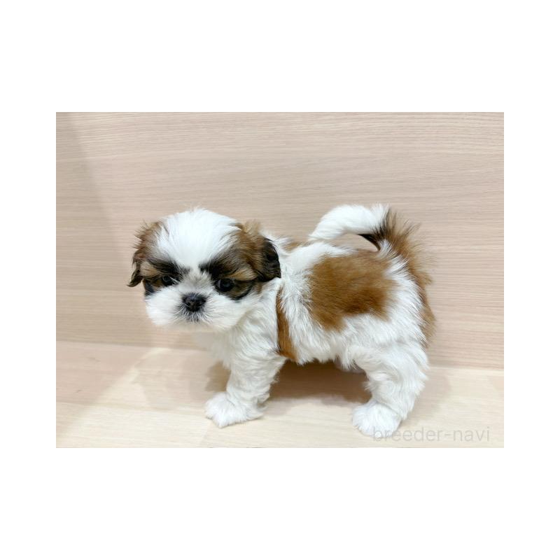 販売中の東京都のシーズー-426150の5枚目