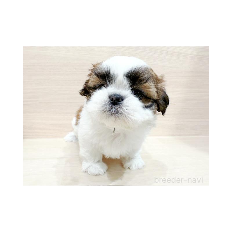 販売中の東京都のシーズー-426150の4枚目