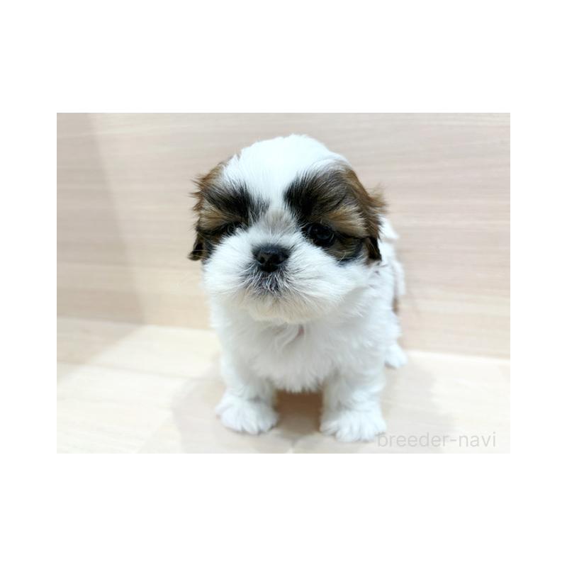 販売中の東京都のシーズー-426150の3枚目