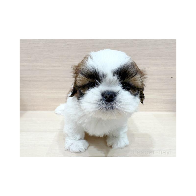 販売中の東京都のシーズー-426150の2枚目