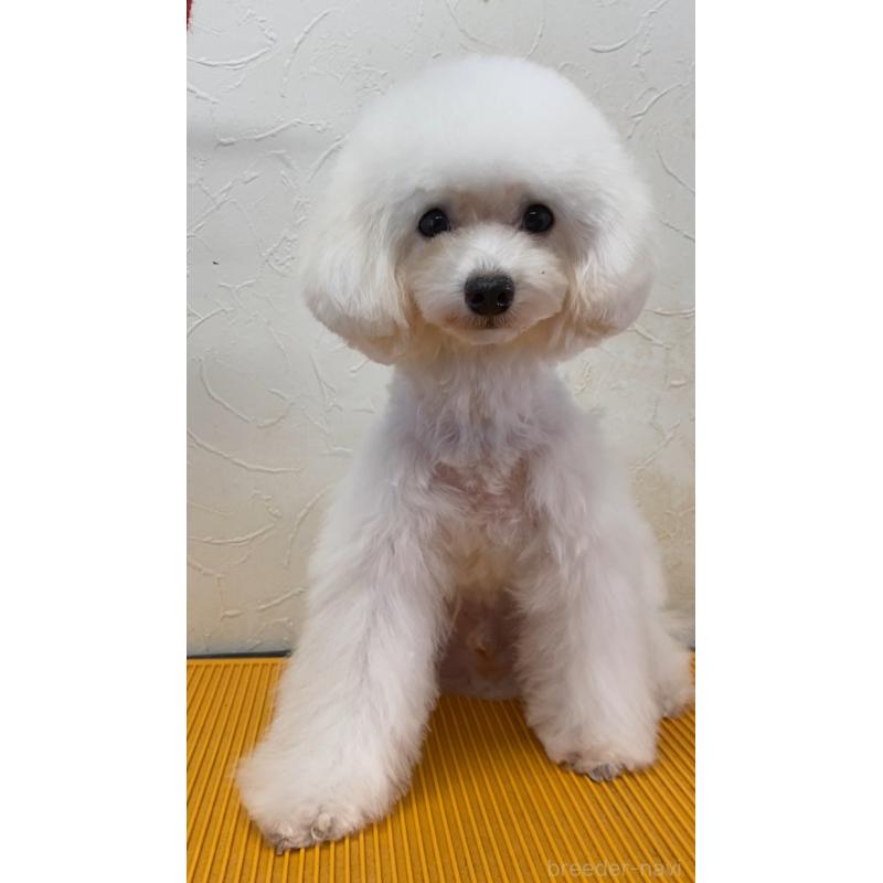 販売中の愛知県のティーカッププードル-401519の4枚目