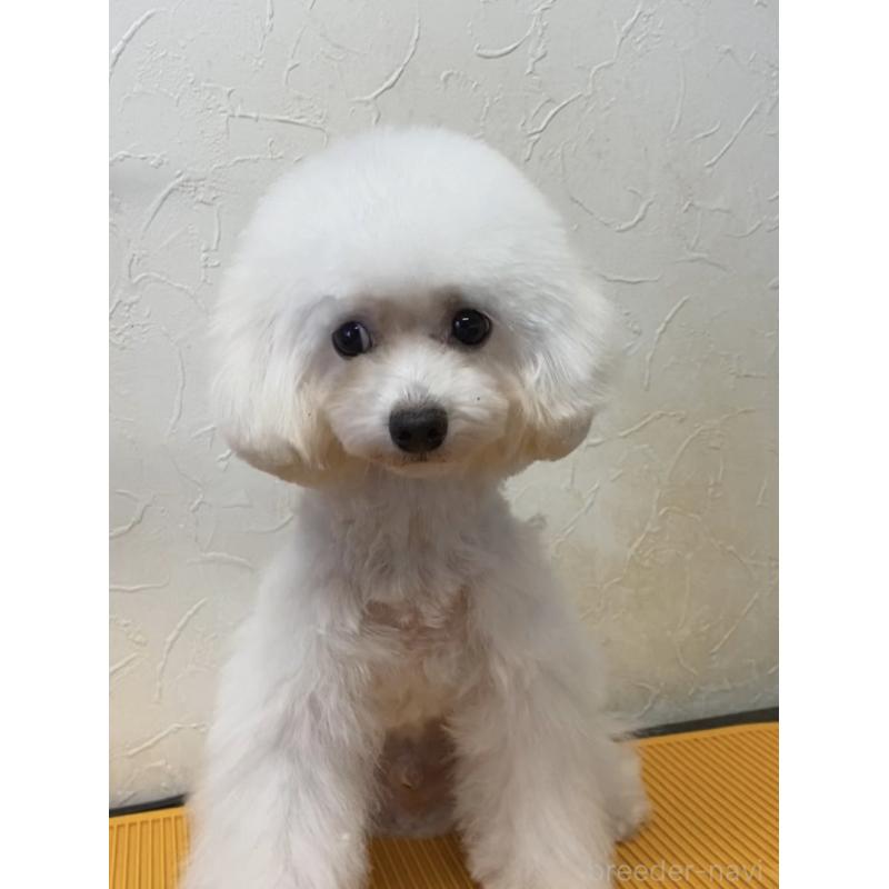 販売中の愛知県のティーカッププードル-401519