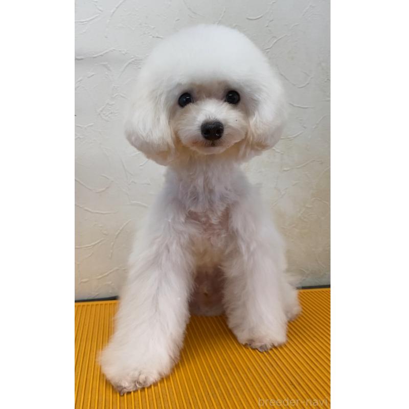 販売中の愛知県のティーカッププードル-401519の3枚目