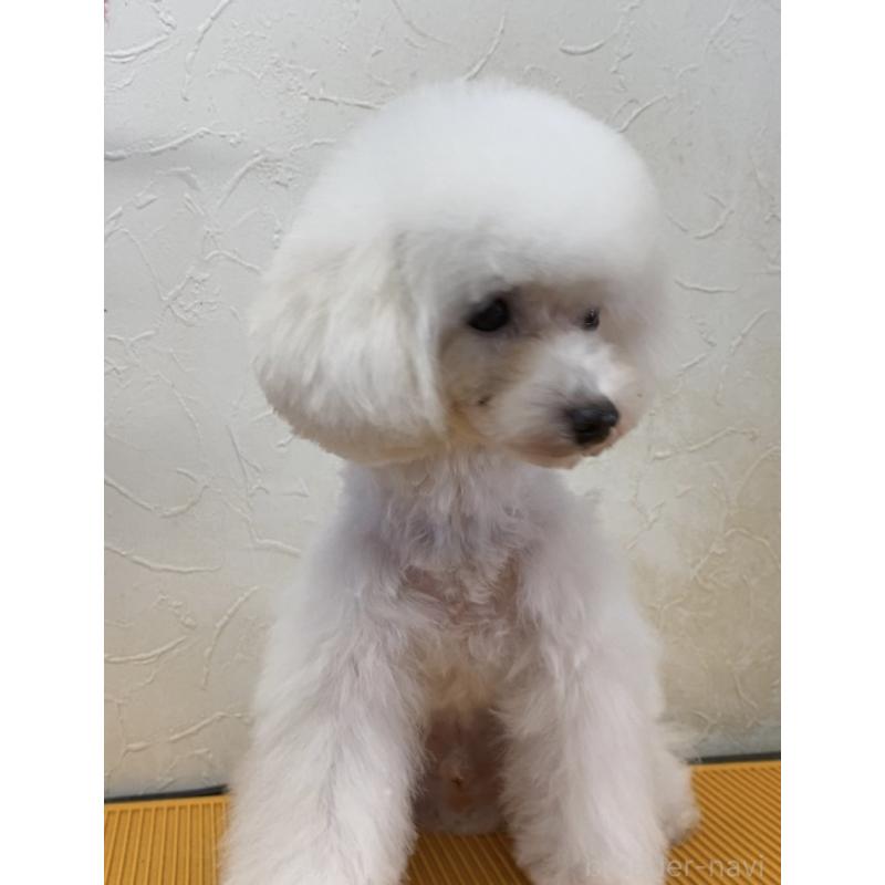 販売中の愛知県のティーカッププードル-401519の2枚目