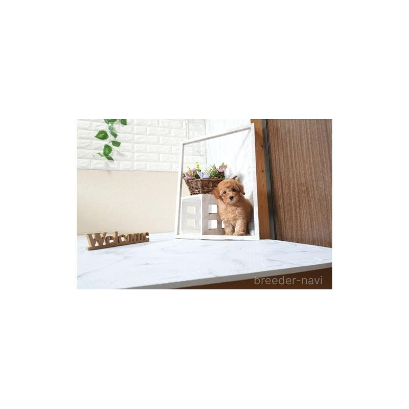 販売中の滋賀県のトイプードル-426151の5枚目