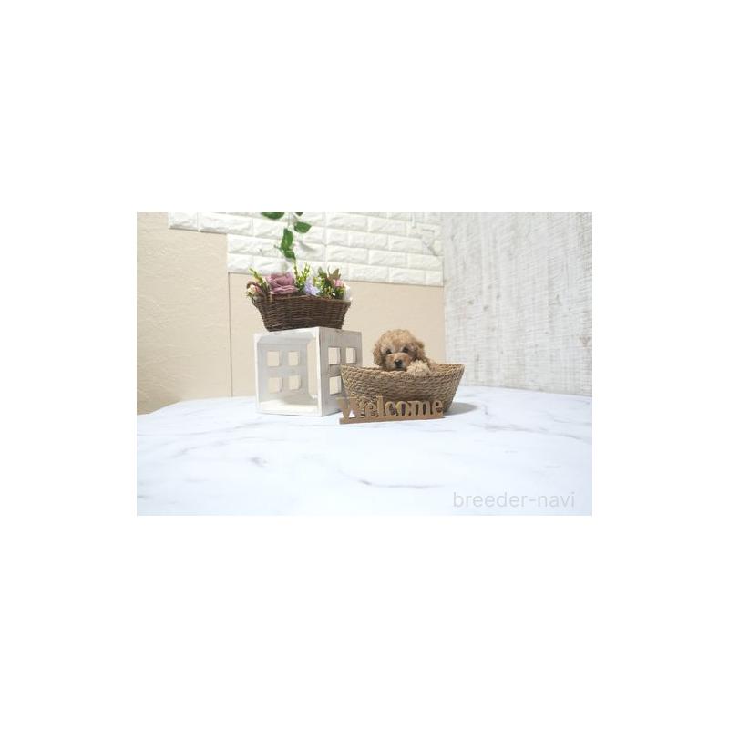 販売中の滋賀県のトイプードル-426152の4枚目