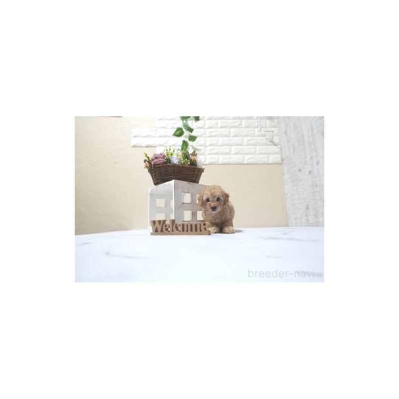 販売中の滋賀県のトイプードル-426152の3枚目