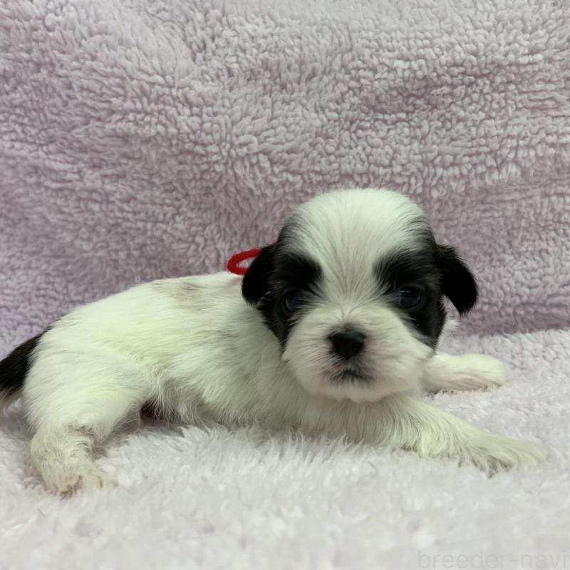 販売中の茨城県のシーズー-424573