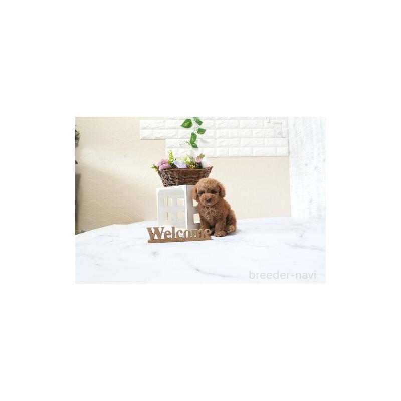 販売中の滋賀県のタイニープードル-426154の5枚目