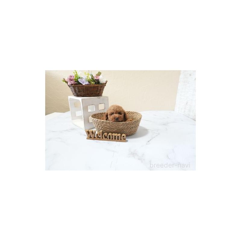販売中の滋賀県のタイニープードル-426154の4枚目