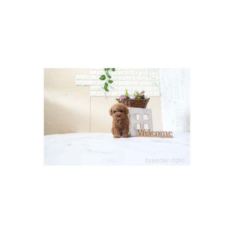 販売中の滋賀県のタイニープードル-426154の2枚目